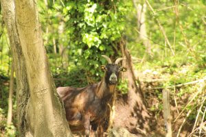 MANGIA BEVI CORRI CAMMINA